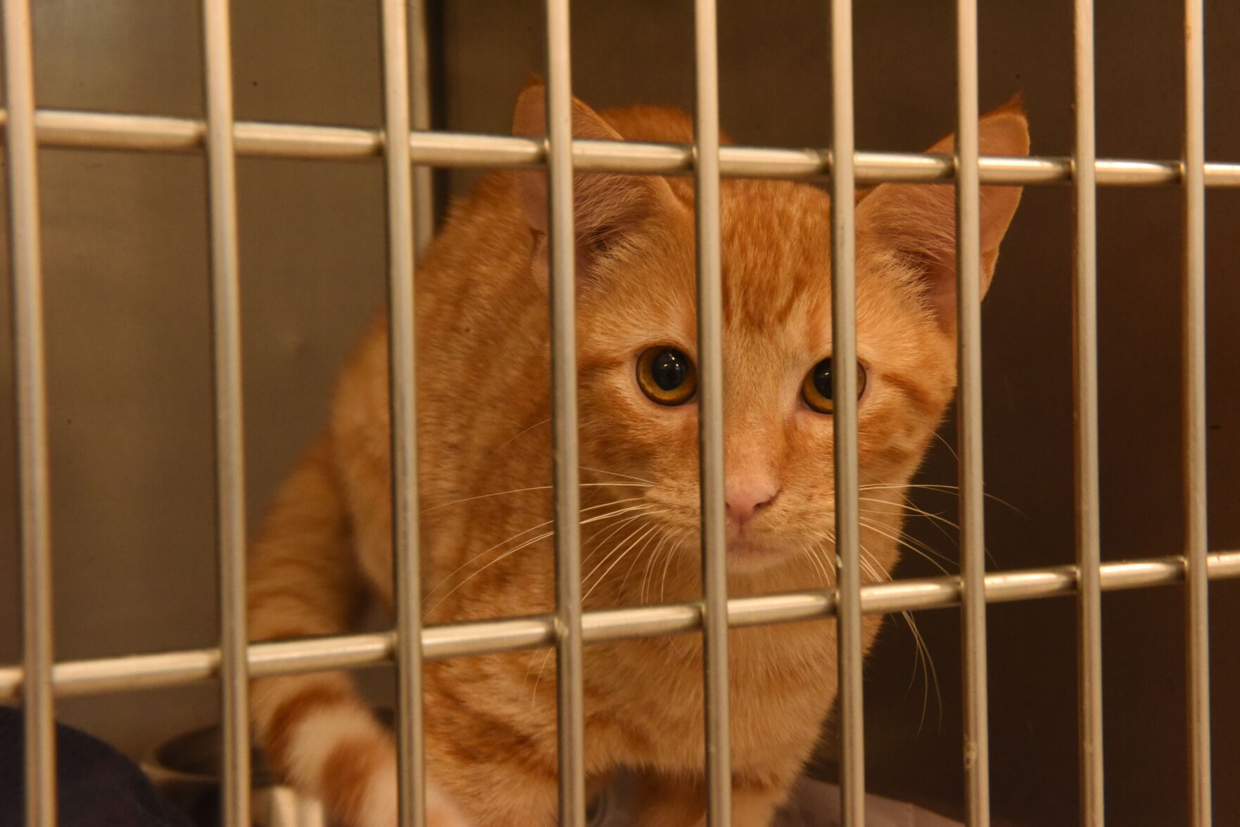 Danville Area Humane Society